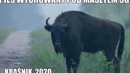 Memy dotyczące Kraśnika