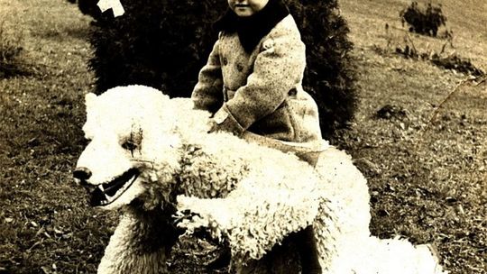 Miś z zamojskiego parku i zoo