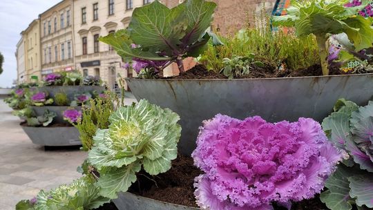 Kapusta rośnie przy Bramie Krakowskiej w Lublinie