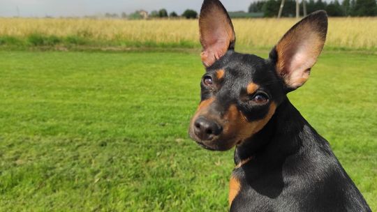 Kundelki Czytelników Dziennika Wschodniego