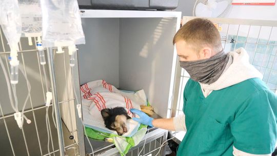 Leczenie uratowanego psa Leczenie uratowanego psa