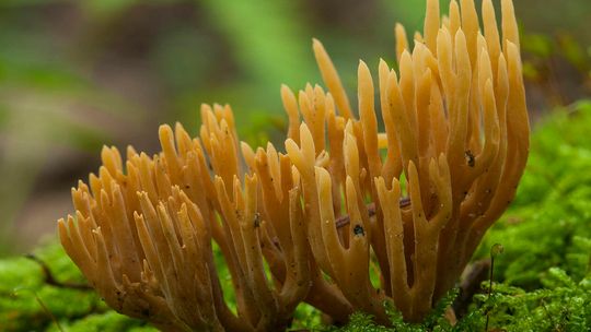 Grzyby jakich nie znacie Grzyby jakich nie znacie