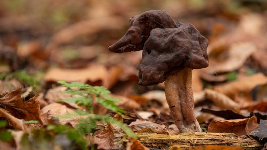 Piestrzenica infułatowata