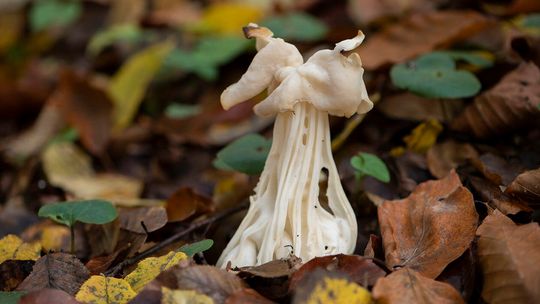 Piestrzyca kędzierzawa