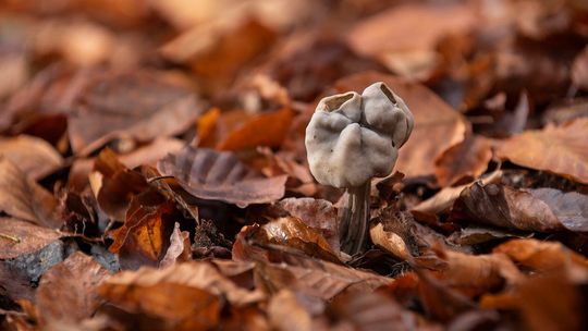 Piestrzyca zatokowata