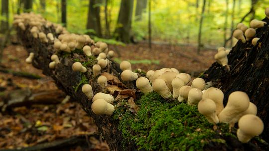 Purchawka gruszkowata