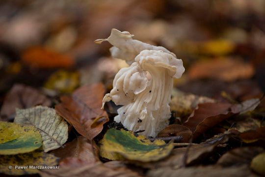 Piestrzyca kędzierzawa