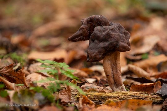 Piestrzenica infułatowata