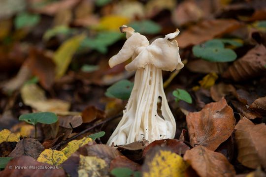 Piestrzyca kędzierzawa