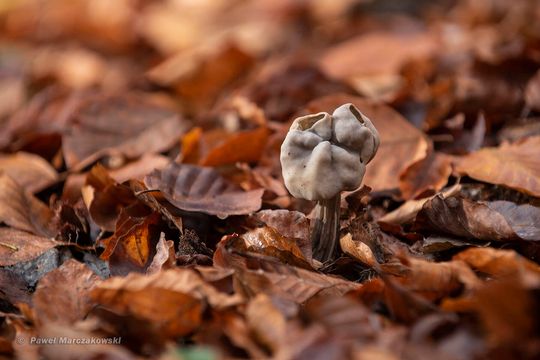 Piestrzyca zatokowata