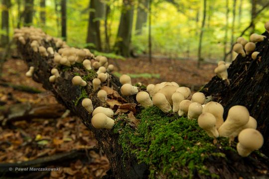 Purchawka gruszkowata