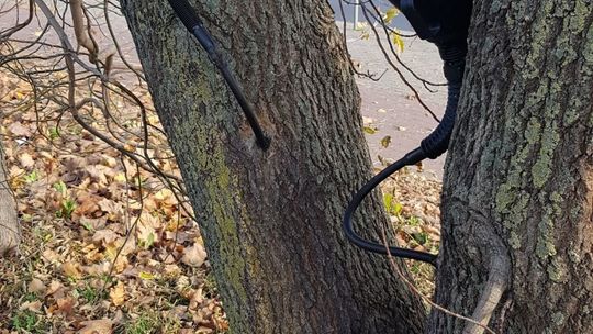 Ktoś truje drzewa w Lublinie