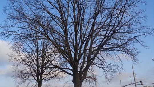 Nowe pomniki przyrody w Lublinie