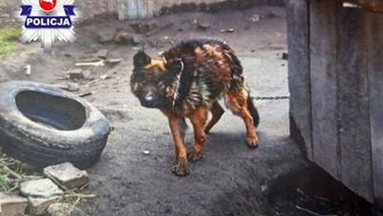 Zagłodzony pies z gminy Hanna 