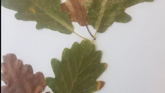 W czasach epidemii i zdalnego nauczania nie było to łatwe, ale uczniowie Szkoły Podstawowej nr 9 w Puławach starali się poznawać drzewa, krzewy i rośliny zielne będące składnikami krajobrazu naturalnego w ich mieście i okolicy