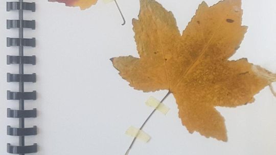 W czasach epidemii i zdalnego nauczania nie było to łatwe, ale uczniowie Szkoły Podstawowej nr 9 w Puławach starali się poznawać drzewa, krzewy i rośliny zielne będące składnikami krajobrazu naturalnego w ich mieście i okolicy