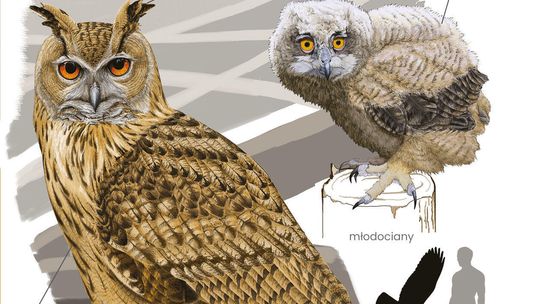 Rzadkie i ginące gatunki zwierząt Lubelszczyzny