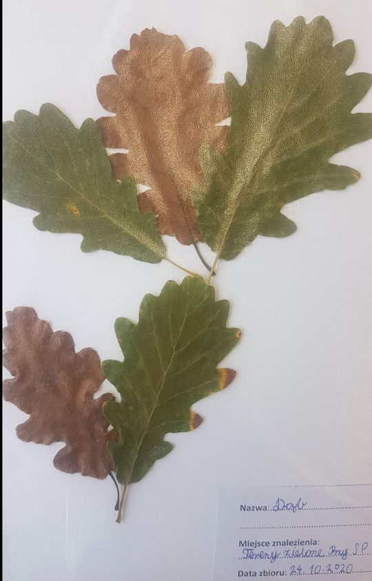 W czasach epidemii i zdalnego nauczania nie było to łatwe, ale uczniowie Szkoły Podstawowej nr 9 w Puławach starali się poznawać drzewa, krzewy i rośliny zielne będące składnikami krajobrazu naturalnego w ich mieście i okolicy