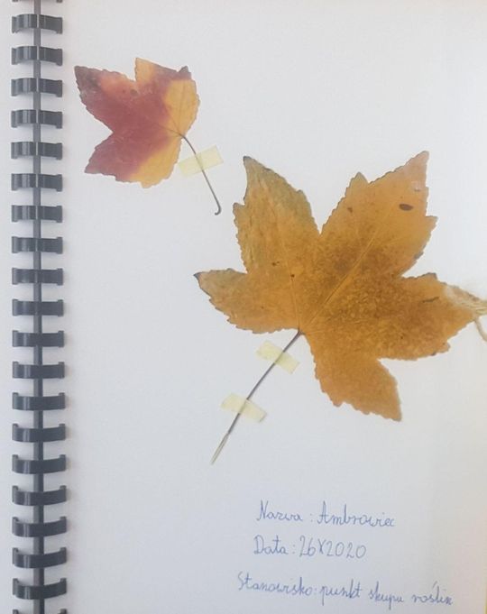 W czasach epidemii i zdalnego nauczania nie było to łatwe, ale uczniowie Szkoły Podstawowej nr 9 w Puławach starali się poznawać drzewa, krzewy i rośliny zielne będące składnikami krajobrazu naturalnego w ich mieście i okolicy