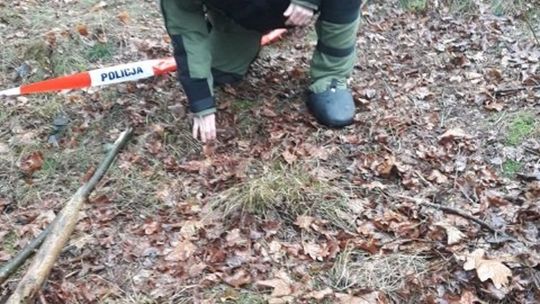 Bomba lotnicza w lesie Bomba lotnicza w lesie