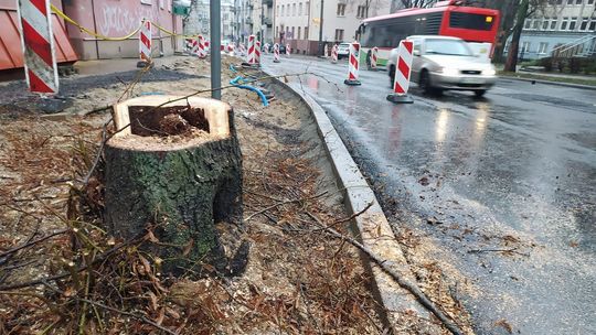 Wycięte drzewo przy ulicy Lipowej