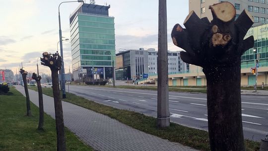 Zniszczone drzewa przy ul. Zana