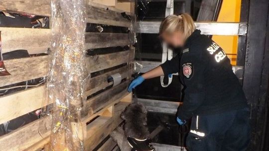 Przemyt papierosów udaremniony w Hrebennem