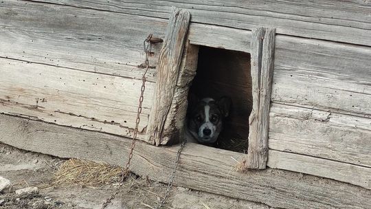 Interwencja w gminie Firlej Interwencja w gminie Firlej