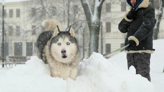 Śnieżyca nad Lublinem