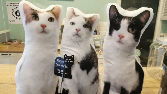 Kocie poduszki z Mrau Cafe