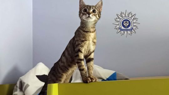 Uratowana kotka w Chełmie