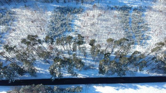 Drzewa rosnące przy drodze powiatowej Dąbrówka-Kozłówka