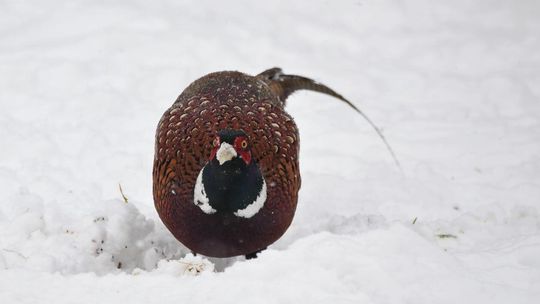 Zwierzęta z ogrodu Anny Kaleńskiej 