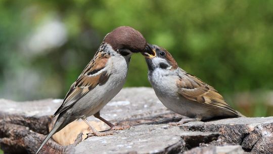 Mazurek dorosły z juniorem