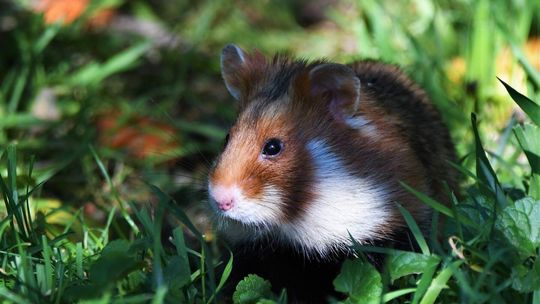 Waldemar, chomik europejski