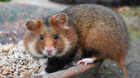 Waldemar, chomik europejski