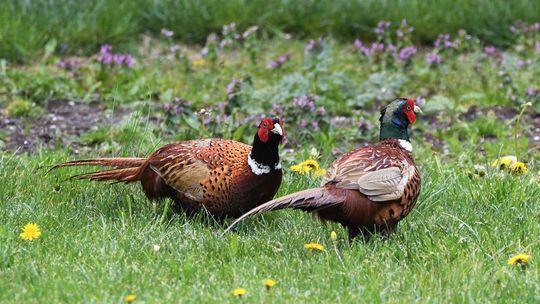 Harrier i Harrier junior