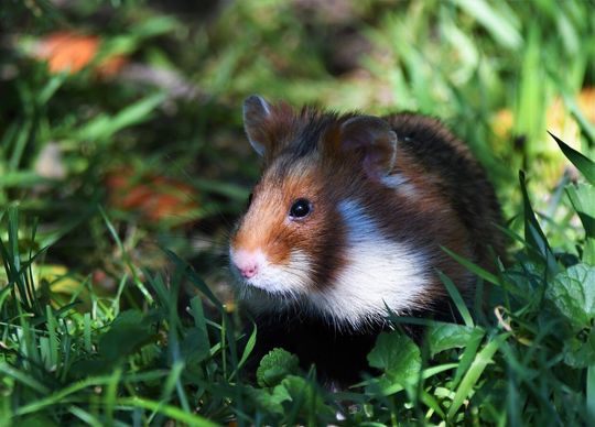 Waldemar, chomik europejski