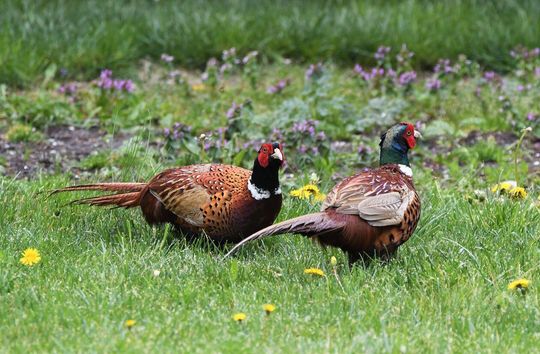 Harrier i Harrier junior