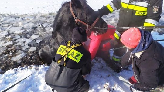 Akcja ratownicza konia w Krasnymstawie