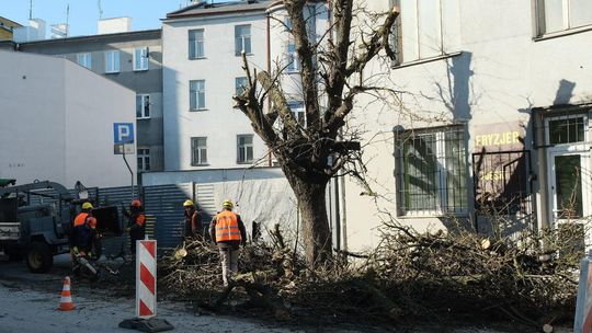 Wycięcie gruszy przy ul. Pocztowej w Lublinie