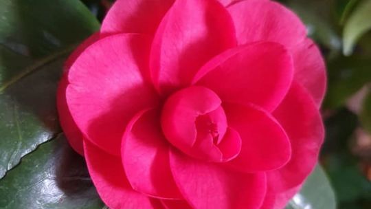 Kamelie z Komarowa-Osady (pow. zamojski) Kamelie z Komarowa-Osady (pow. zamojski)