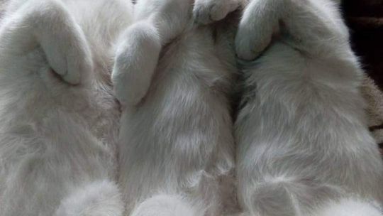 Światowy Dzień Kota - zdjęcia Czytelników