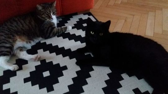 Witold i Przemysław