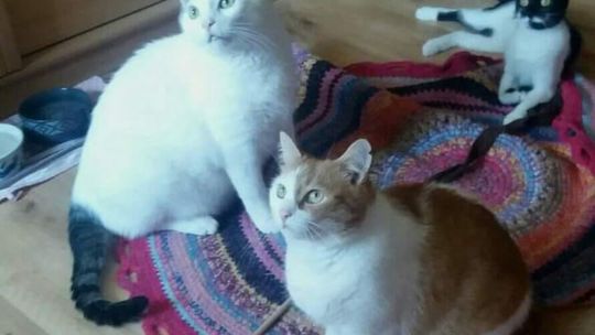 Feluś, Maciuś i Tosia