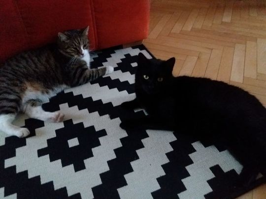 Witold i Przemysław