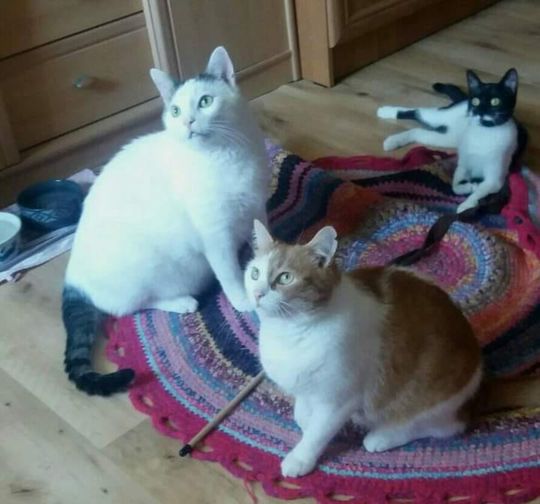 Feluś, Maciuś i Tosia