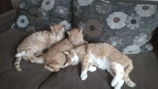 Borys, Łapek, Rydzek