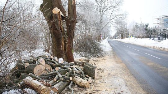 Wycinka drzew przy ul. Dożynkowej