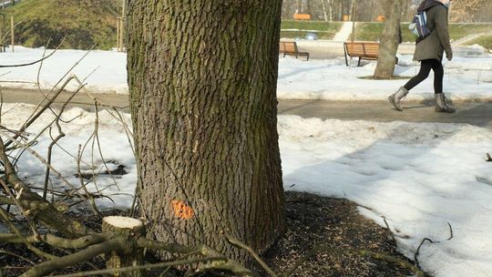 Oznakowane drzewa w Parku Ludowym przeznaczone do wycinki lub leczenia